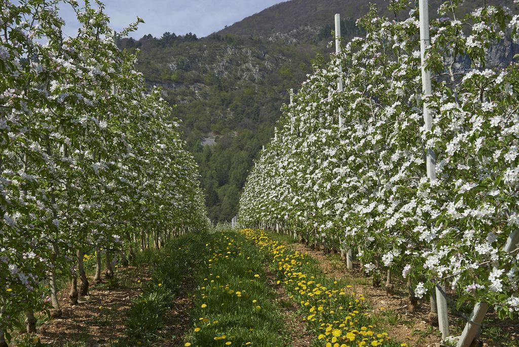 B&B La Casa Del Sole San Michele allʼAdige 外观 照片